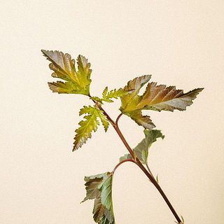 ディアボロの葉は、枯れているわけではありませんのでご安心を。