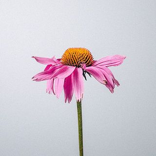 エキナセアは一部花びらが変色していることも。気になる場合は優しく取ってください。