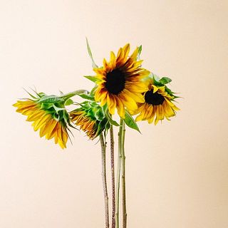 ひまわりは首を傾げているものもありますが、品質に問題はございません。