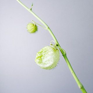 配送中に潰れてしまう恐れがありますがご了承ください。
