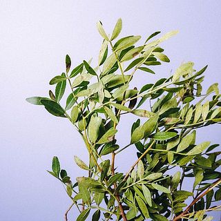 ピスタキアは個体差により、一部茶色く変色しています。気になる場合は優しく取ってください。